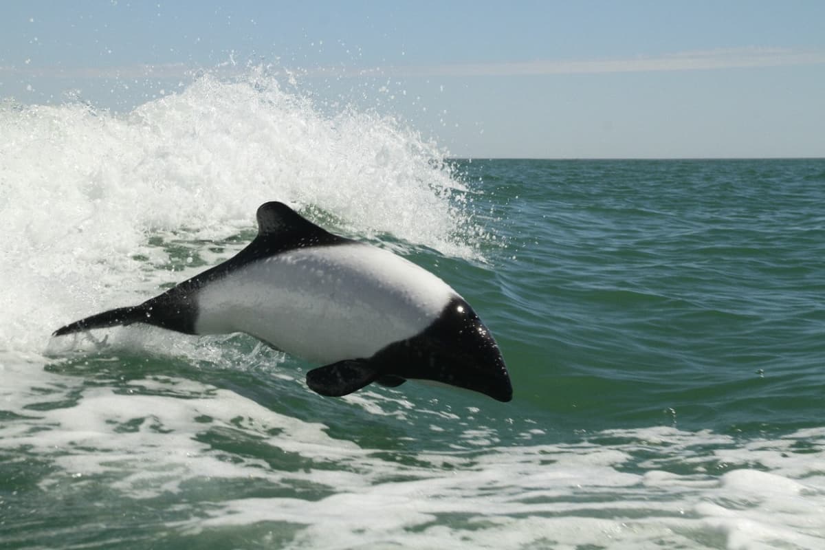 El Panda de Mar - Delf铆n Tonina Overa