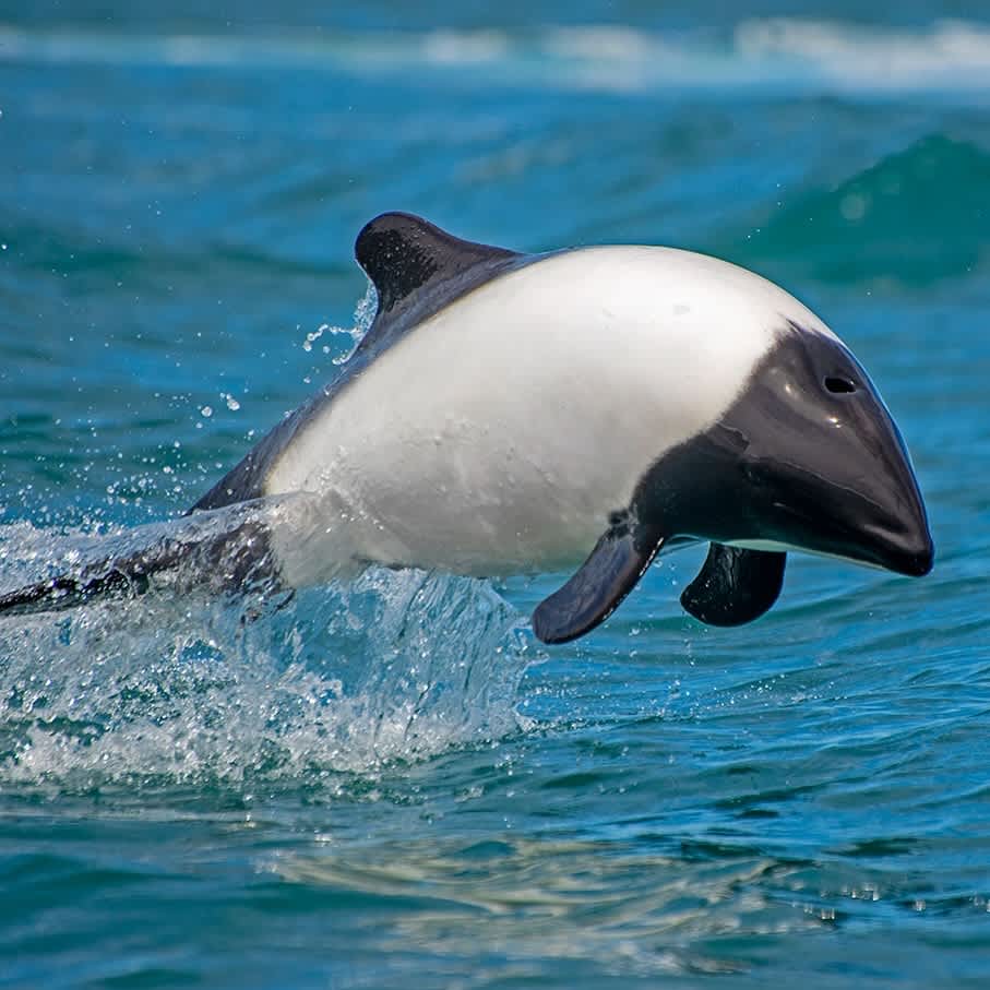 Avistaje de Toninas Overas "Panda de Mar"
