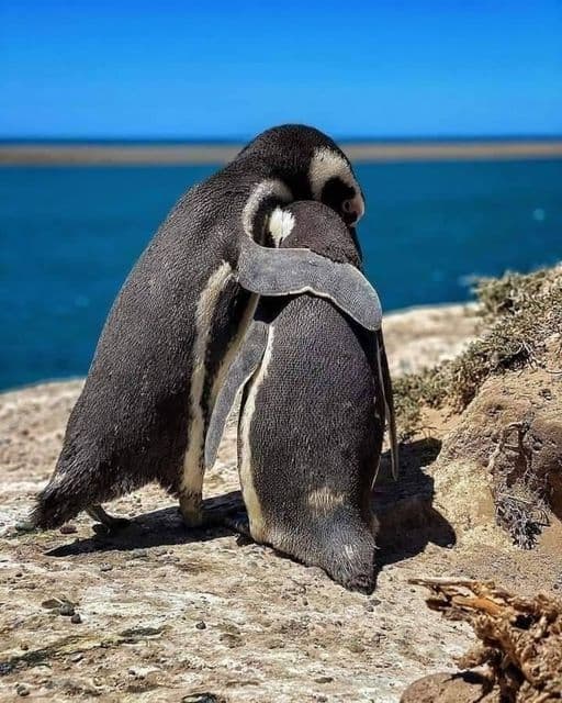 Ping眉inos en Cabo Dos Bah铆as