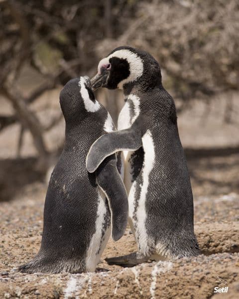 Ping眉inos en Punta Tombo